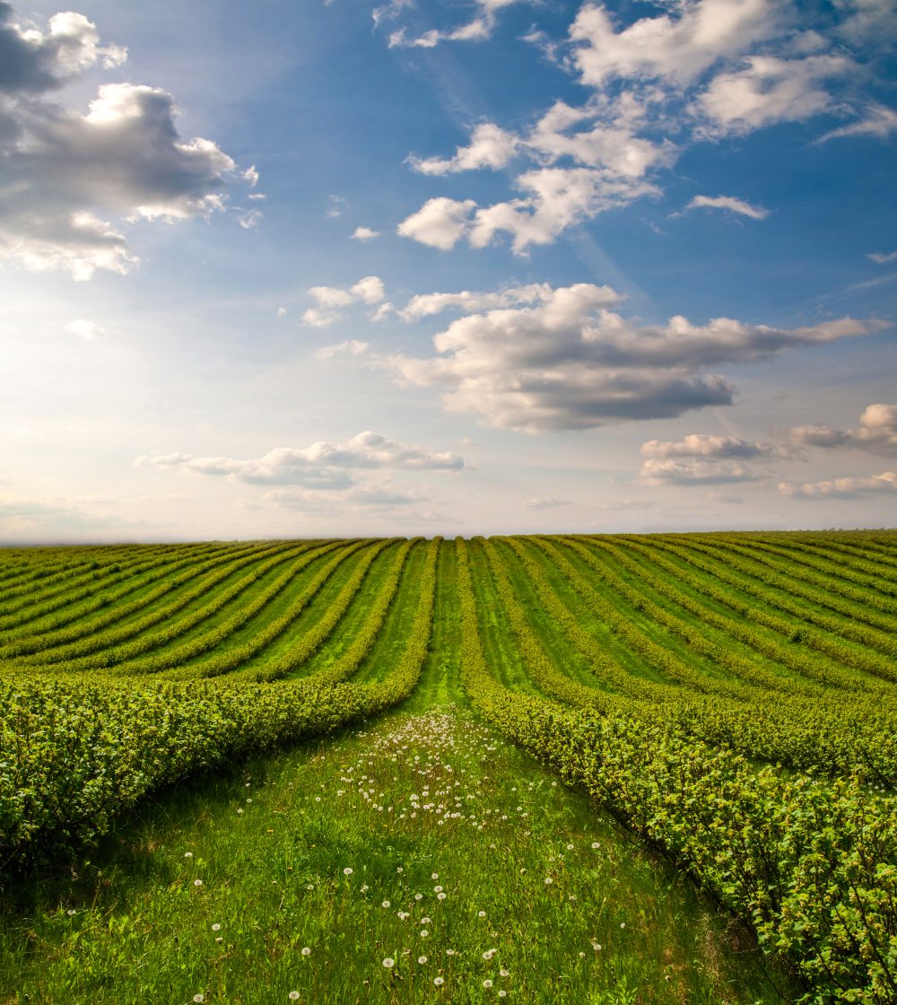 Agricultural field at harvest