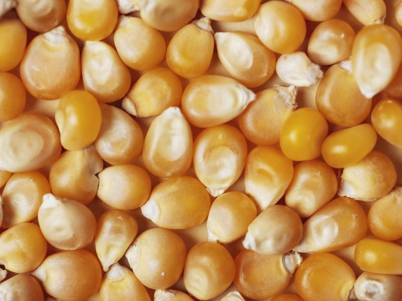 Maize